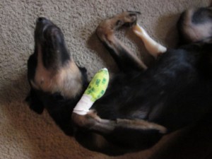 Fozzy wearing his new "no chew" bandage that he promptly ate the next day